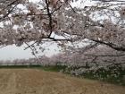 2011.4.13下奈良「桜の園」