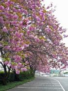 文珠寺の八重桜（関山）