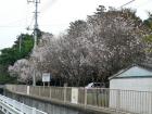 桜が咲いていました（2008.10.31撮影）