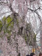 2009.4.4万平公園の垂れ桜
