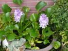 「ホテイアオイ」の紫の花