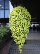 妻沼行政センターで菊が展示されています