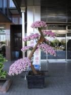 妻沼行政センターで菊が展示されています
